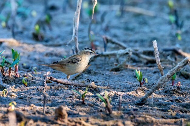 Cerca de juncia curruca o Acrocephalus schoenobaenus en el pantano