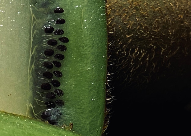 Cerca de un kiwi sobre un fondo negro