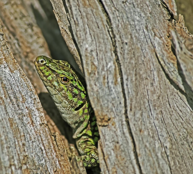 Cerca de un lagarto en un baúl gris