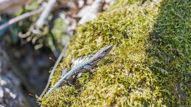 Cerca de lagarto caucásico (Darevskia caucasica) sobre musgo. Sochi, Rusia.