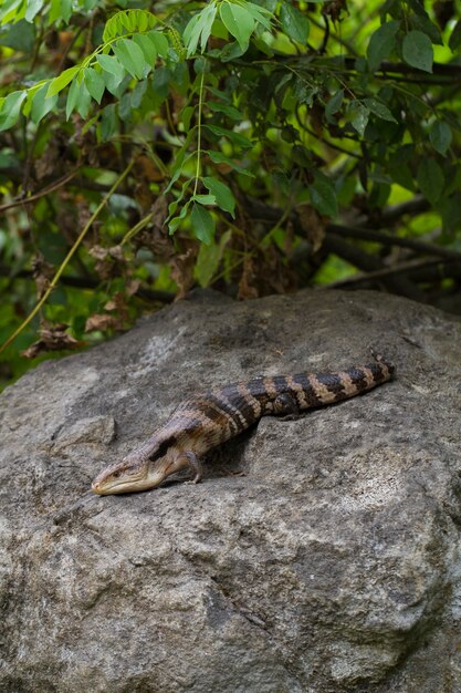 Cerca de lagarto eslizón de lengua azul