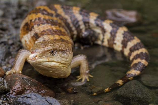 Cerca de lagarto eslizón de lengua azul