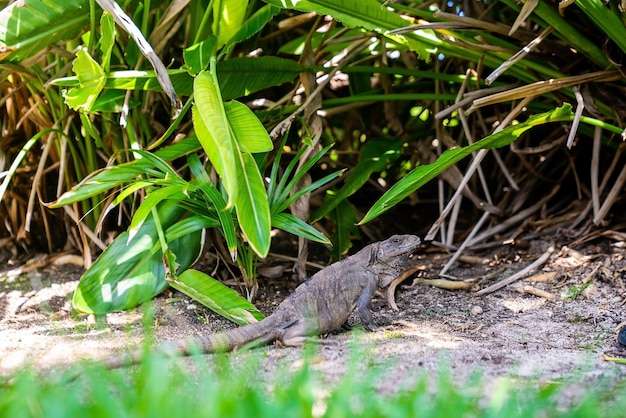 Cerca de lagarto iguana arrastrándose sobre el piso del jardín