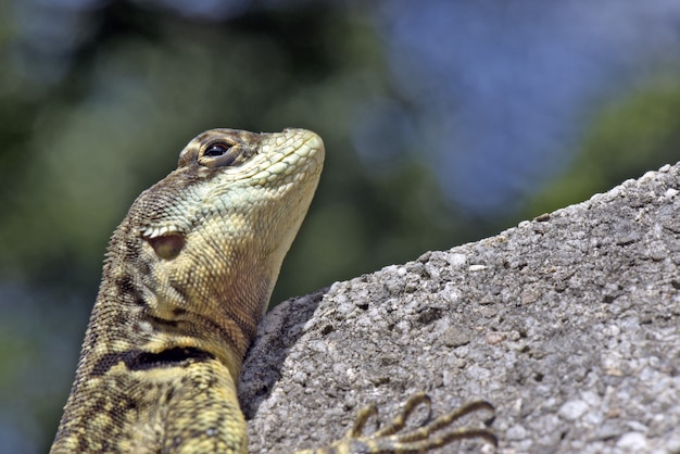 Cerca de lagarto sobre fondo de piedras