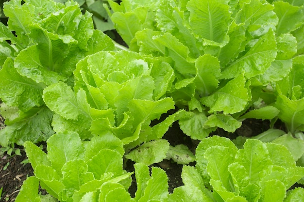 Cerca de lechuga fresca La Lactuca sativa