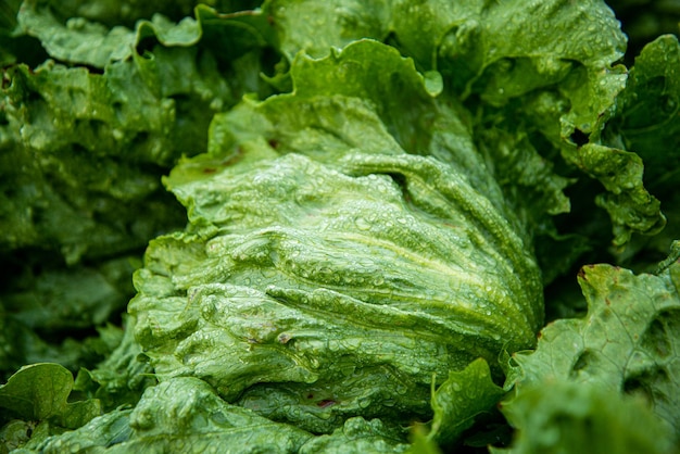 Cerca de una lechuga con gotas de lluvia