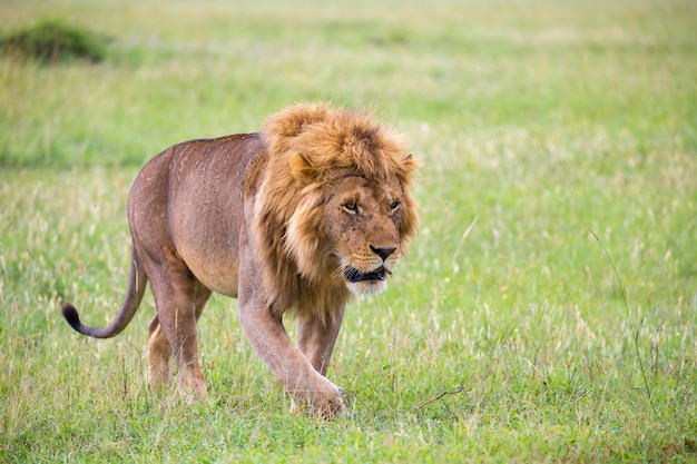 Cerca de León caminando en la naturaleza