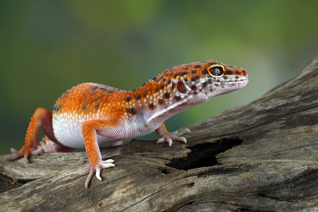 Cerca de leopardo gecko en madera