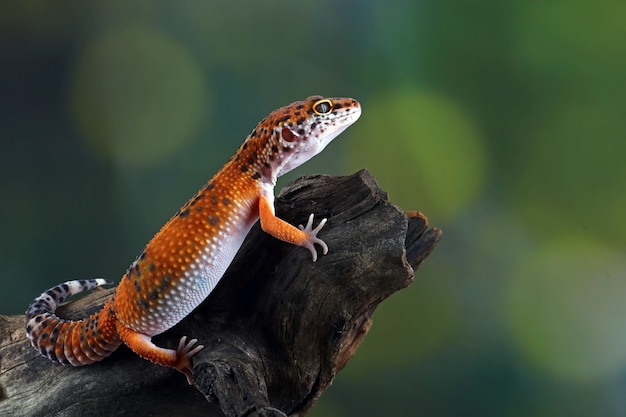 Cerca de leopardo gecko en madera