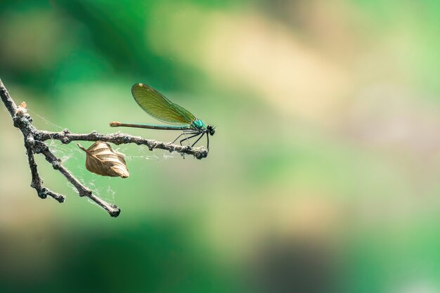 Cerca de una libélula verde en una rama de telaraña con una trampa atrapada