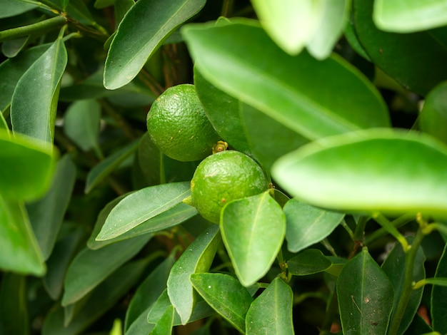 Cerca de limones en el árbol del jardín