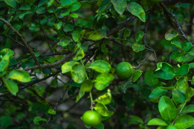 Cerca de limones verdes crecen en el limonero en un fondo de jardín cosecha cítricos tailandia