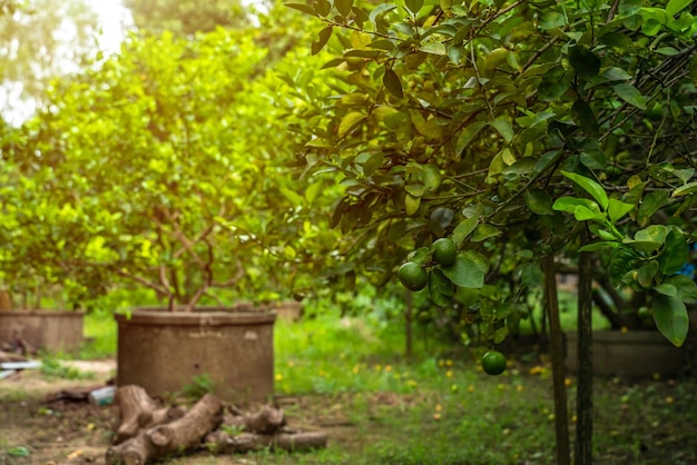 Cerca de limones verdes crecen en el limonero en un fondo de jardín cosecha cítricos tailandia