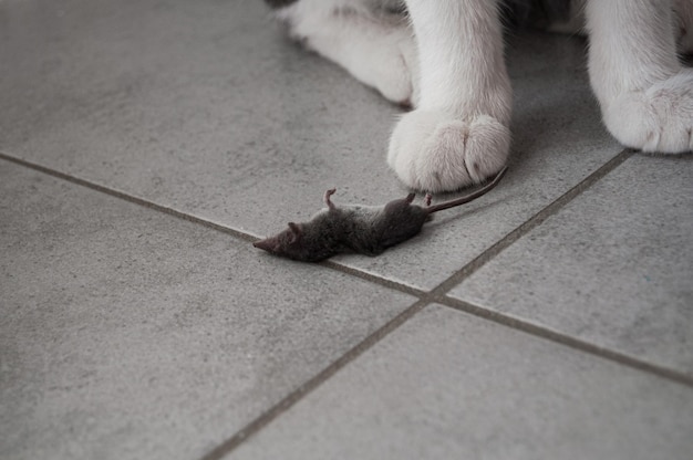 Cerca de lindas patas de gato blanco y gris de pelo corto cazando un pequeño ratón en casa con espacio para copiar