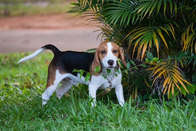 Cerca de lindo beagle joven jugando en el campo