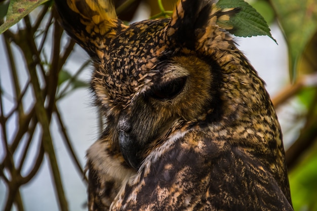 Foto cerca de un lindo búho