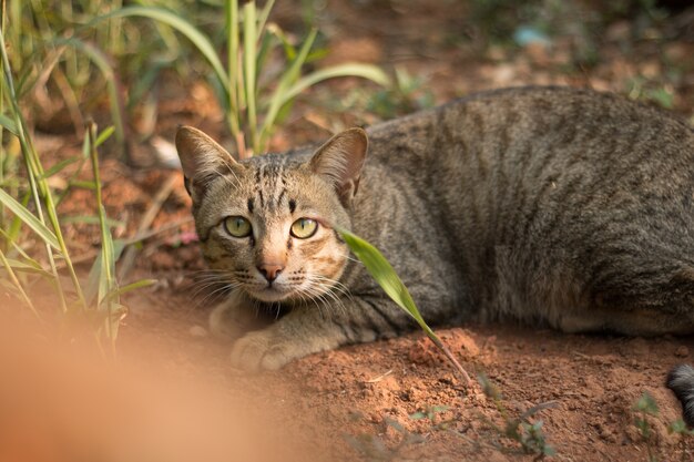 Cerca de lindo gato