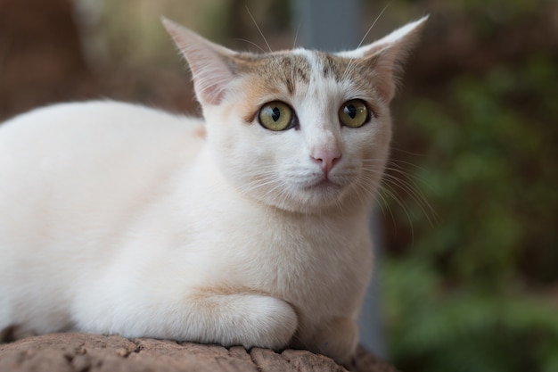 Cerca de lindo gato