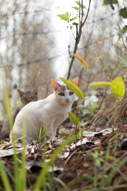 Cerca de lindo gato.