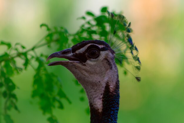 Cerca del lindo pavo real en un entorno verde