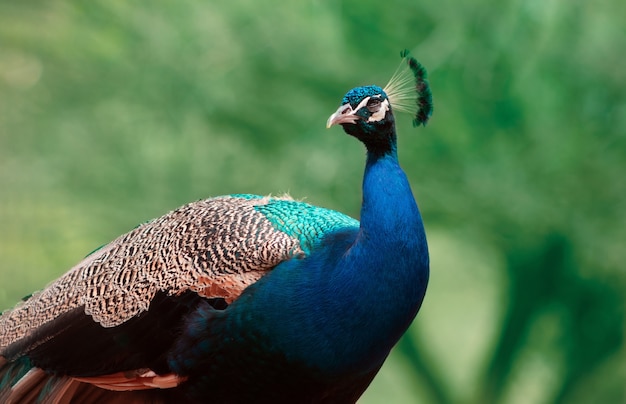 Cerca del lindo pavo real (pájaro grande y brillante) sobre un fondo verde