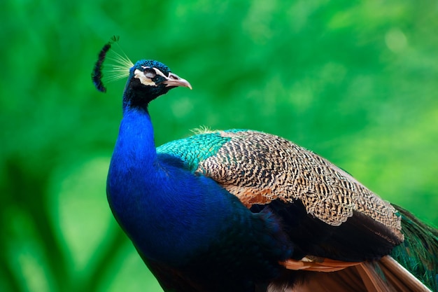 Cerca del lindo pavo real (pájaro grande y brillante) sobre un fondo verde