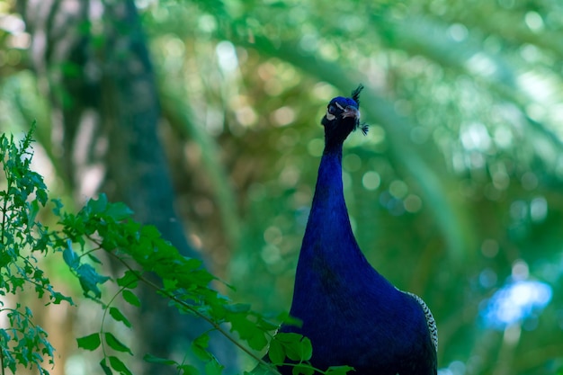 Cerca del lindo pavo real (pájaro grande y brillante) sobre un fondo verde