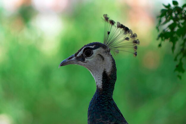 Cerca del lindo pavo real (pájaro grande y de colores brillantes) sobre un fondo verde