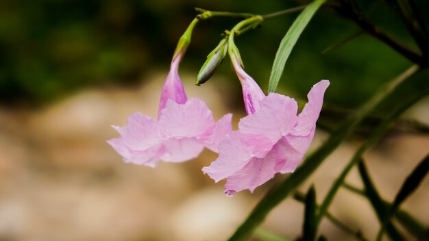 Cerca de lirio Zephyranthes