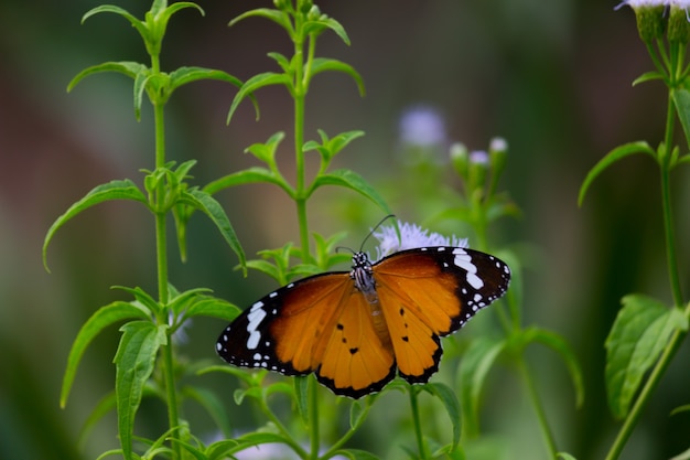 Cerca de la llanura de la mariposa Tigre o también conocida como mariposa Danaus chrysippus descansando sobre la planta