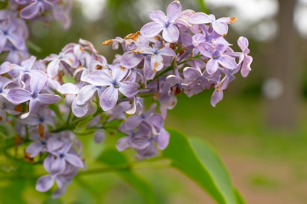 Cerca de una luz violeta lila flores en el bosque