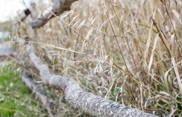 Cerca de madera cerca del río