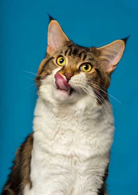 Cerca de un Maine Coon lamiendo su nariz delante de un fondo azul.