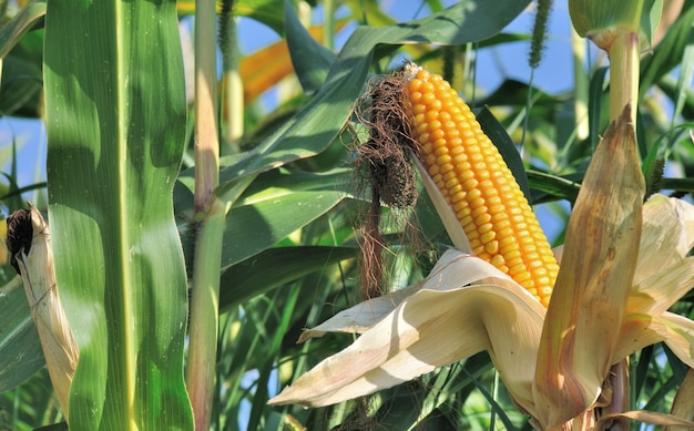 Cerca de maíz maduro que crece en un campo entre el follaje