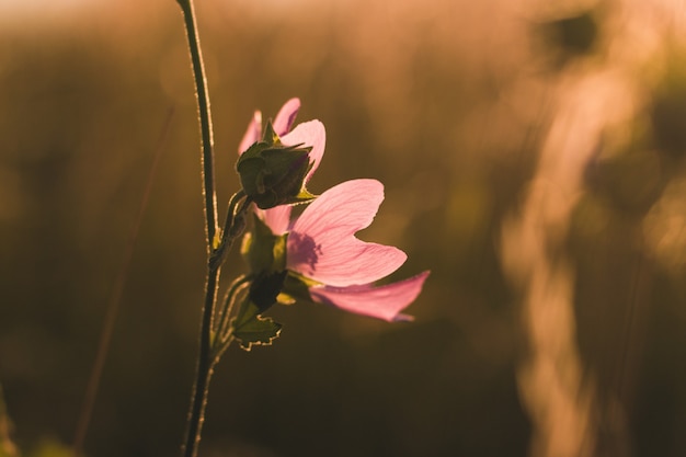 Cerca de malva moschata especie de malva que crece en prados y acequias de las colinas de Tian Shan