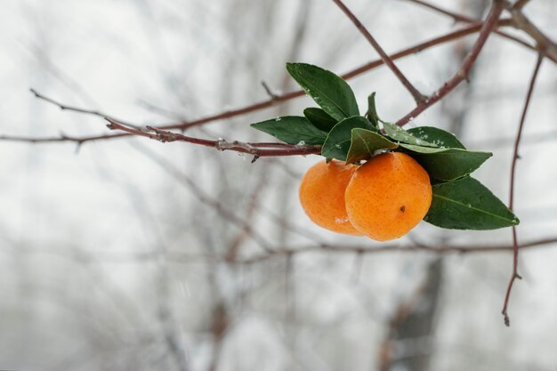 Foto cerca de mandarinas colgadas de ramas de abedul en un día nevado de invierno