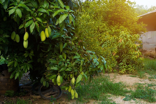 Foto cerca de mangos verdes frescos colgando del árbol de mango en una granja jardín con fondo de luz solar cosecha fruta tailandia.