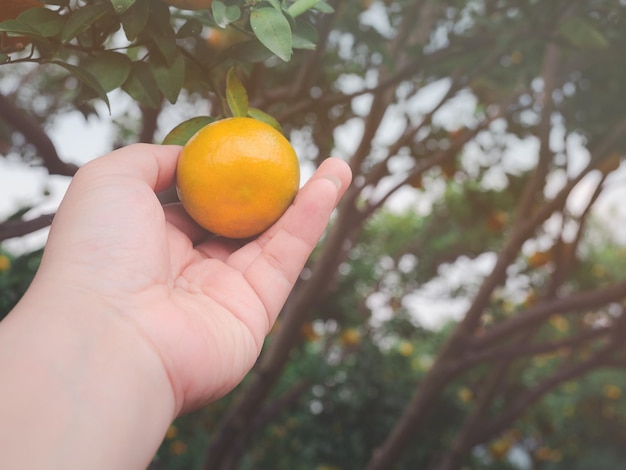 Cerca de la mano del agricultor o jardinero revisando naranja en el árbol