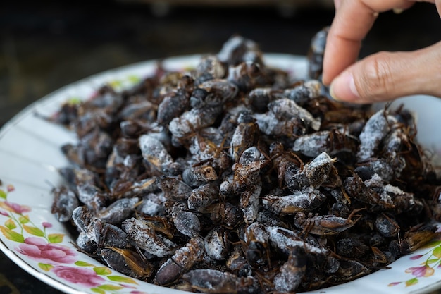 Cerca de la mano femenina sostiene el Cricket congelado para comer