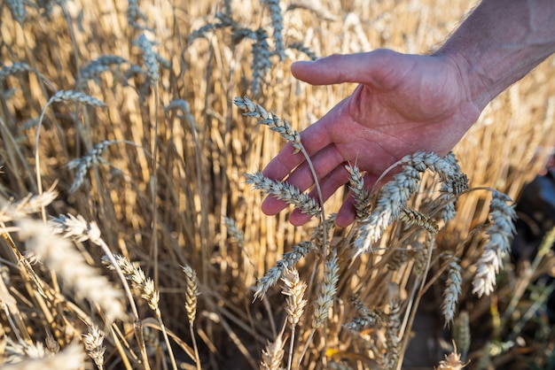 Cerca de la mano humana y el campo de trigo con espigas