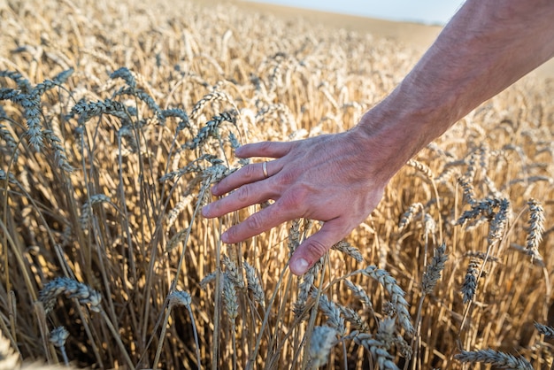 Cerca de la mano humana y el campo de trigo con espigas