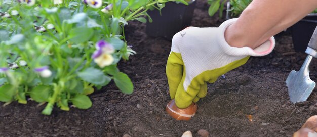 Cerca de la mano del jardinero sosteniendo un bulbo de tulipán en el suelo en el jardín