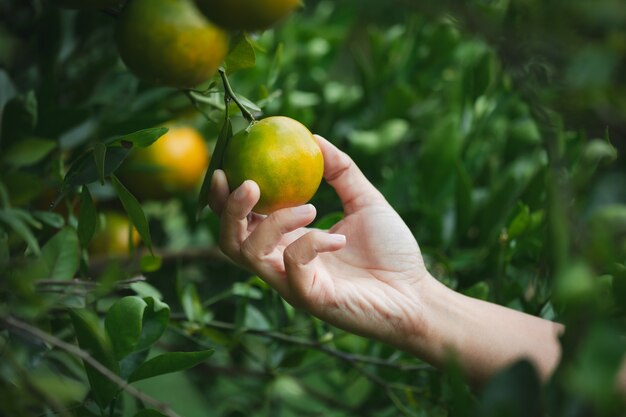 Cerca de la mano del jardinero sosteniendo una naranja y comprobando la calidad de la naranja en el jardín de campo de naranjas en la mañana.