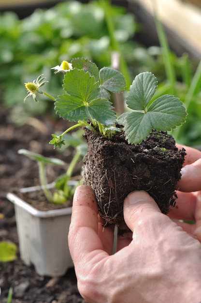 Cerca de la mano de un jardinero sosteniendo una planta de fresa para plantar