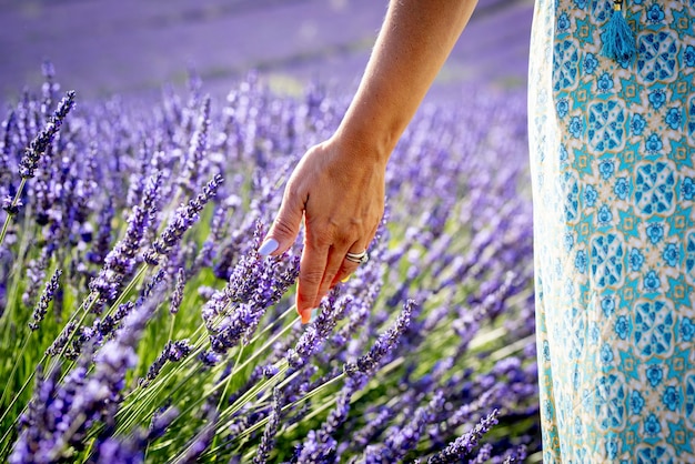 Cerca de la mano de la mujer tocando la flor de lavanda en el campo. Mano de mujer con anillo acariciando frágiles flores de lavanda en campo agrícola