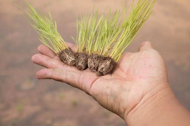 Cerca de la mano que sostiene las plantas de semillero de arroz.