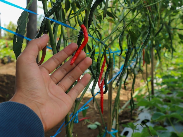 De cerca la mano recogiendo chile de la planta