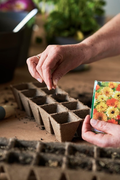 De cerca de la mano siembra las semillas de las flores