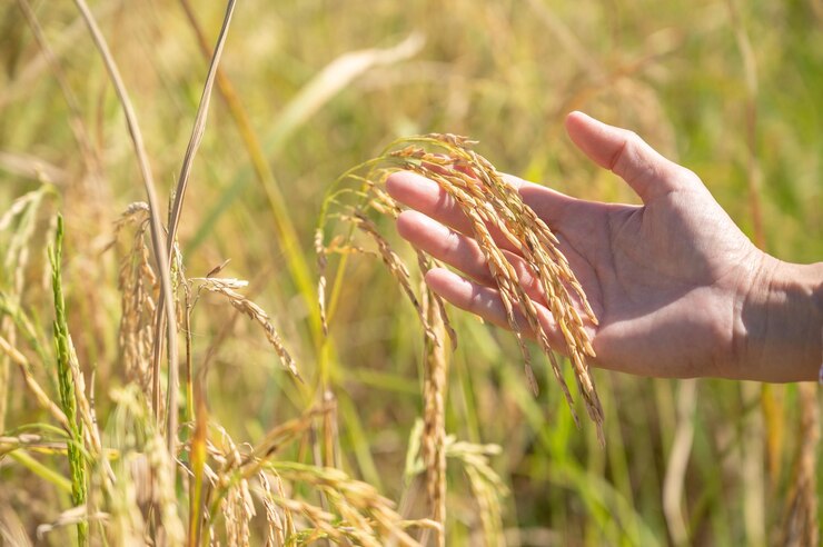 Cerca de la mano sosteniendo el arroz dorado en el campo de arroz con un hermoso amanecer