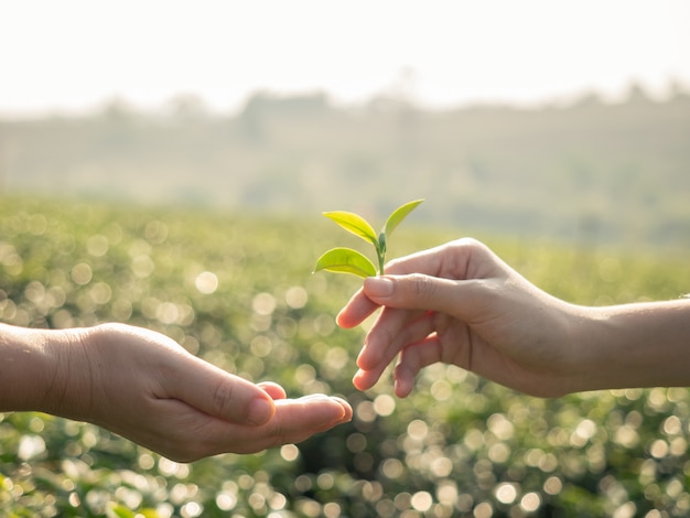 Cerca de la mano sosteniendo una hoja de té fresca y dando la hoja de té